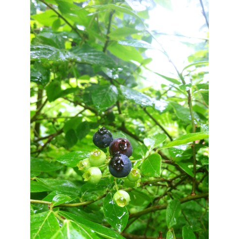 Six years and finally....(yes, another berry post)